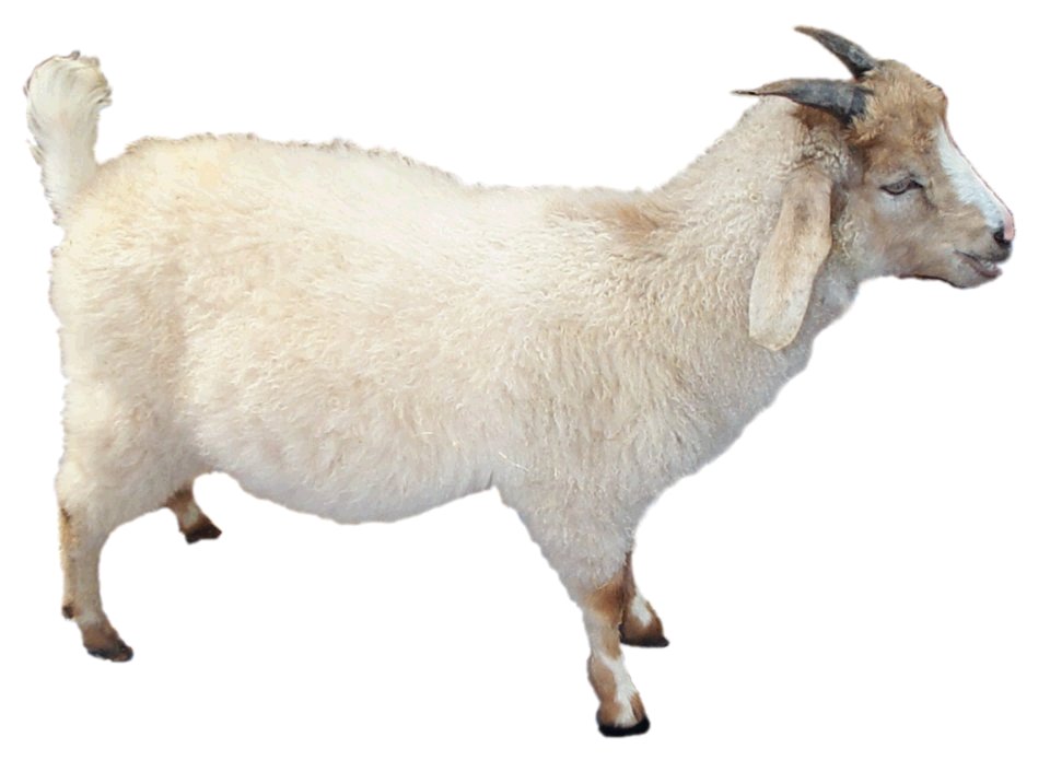 Goat4.jpg